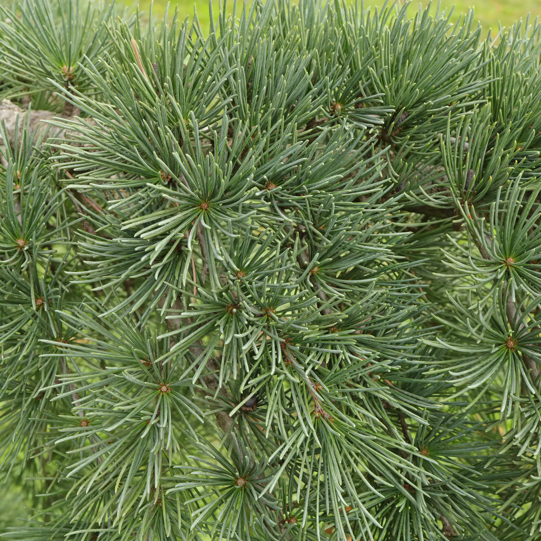 Cedrus-atlantica-Glauca-1