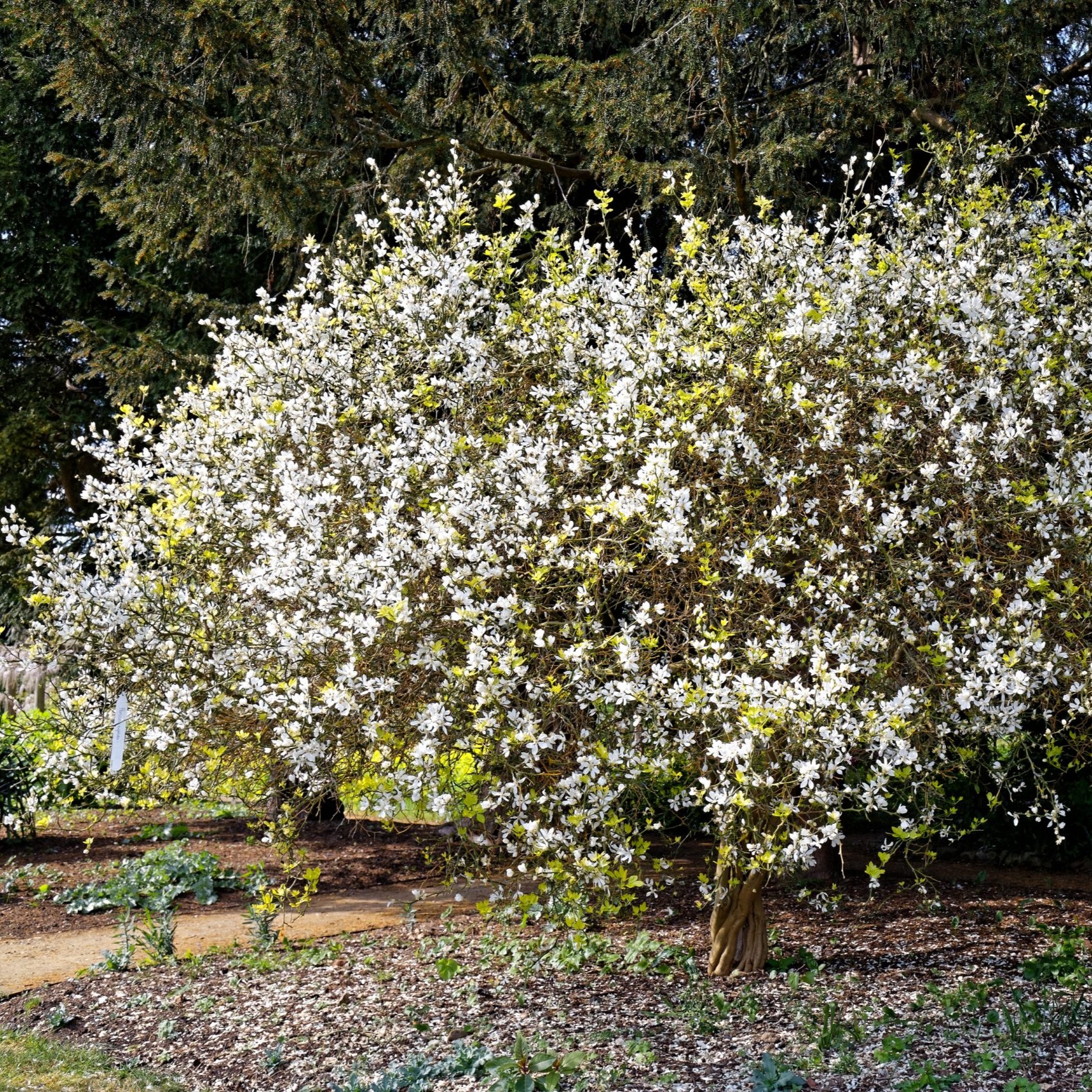 Citrus_trifoliata_Poncirus_trifoliata_bitter_orange_at_Myddelton_House_Enfield_London_England-scaled