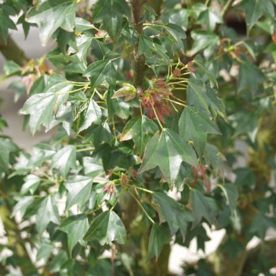 acer-buergerianum-128376-L-0001