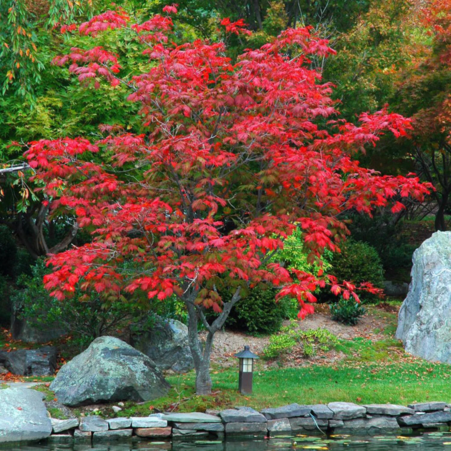 acer-japonicum-aconitifolium