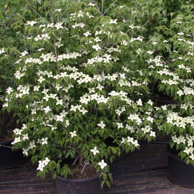 cornus-kousa-var-chinensis-128900-L-0003