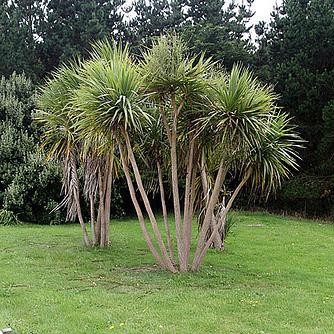 graines-cordyline-australis-dracaena-indivisa-seeds