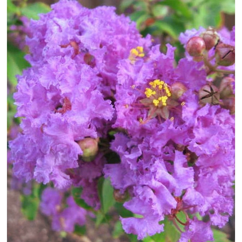 lagerstroemia-indica-violet-