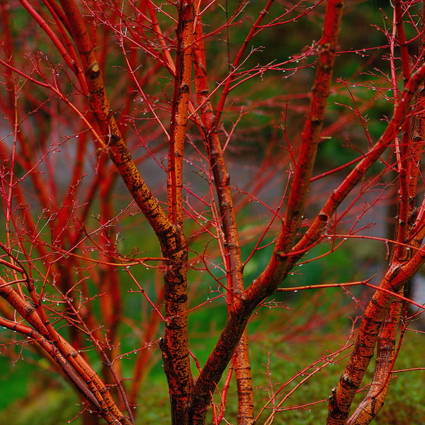 acer-palmatum-sangokaku