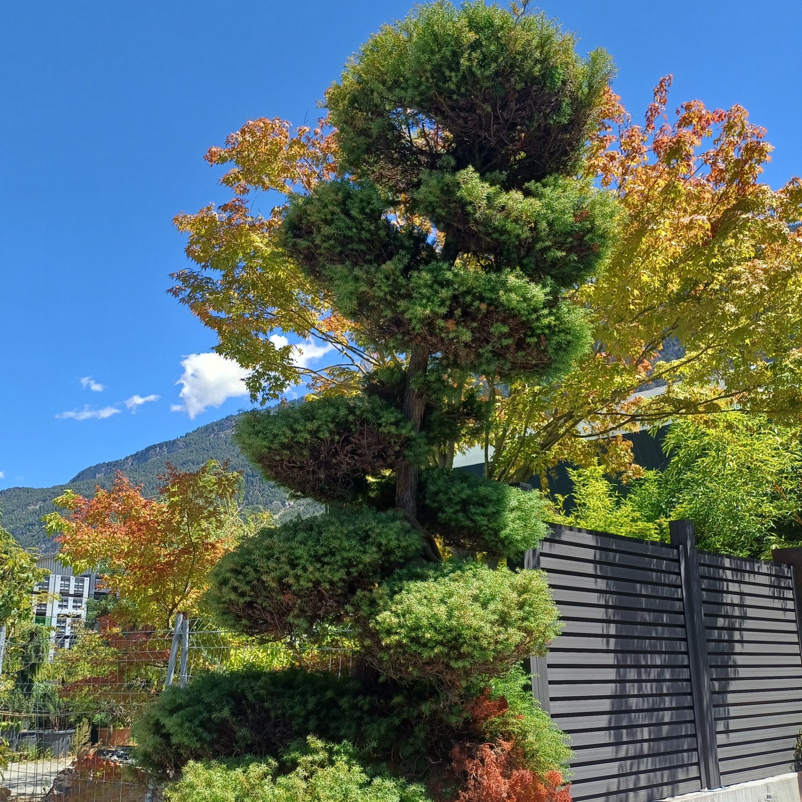 Cryptomeria japonica bonsai