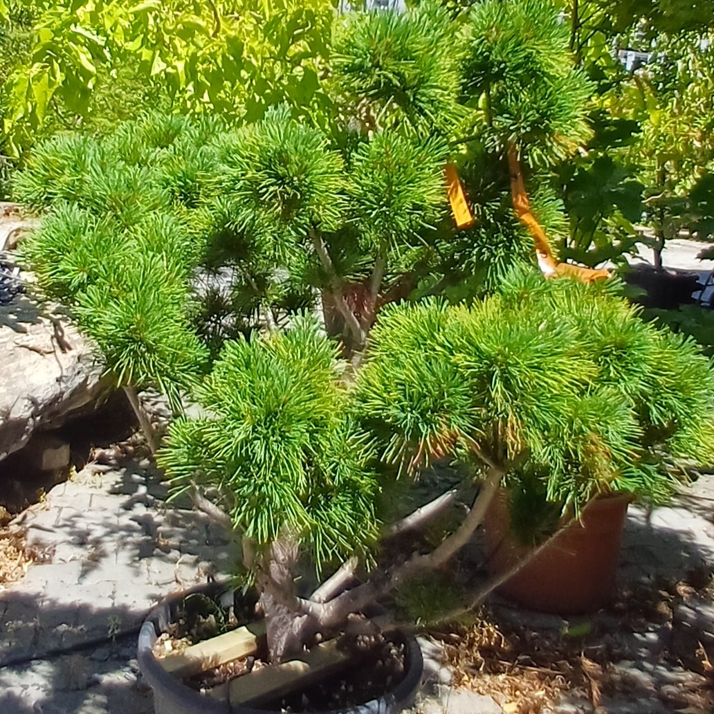 Pinus strobus bonsai