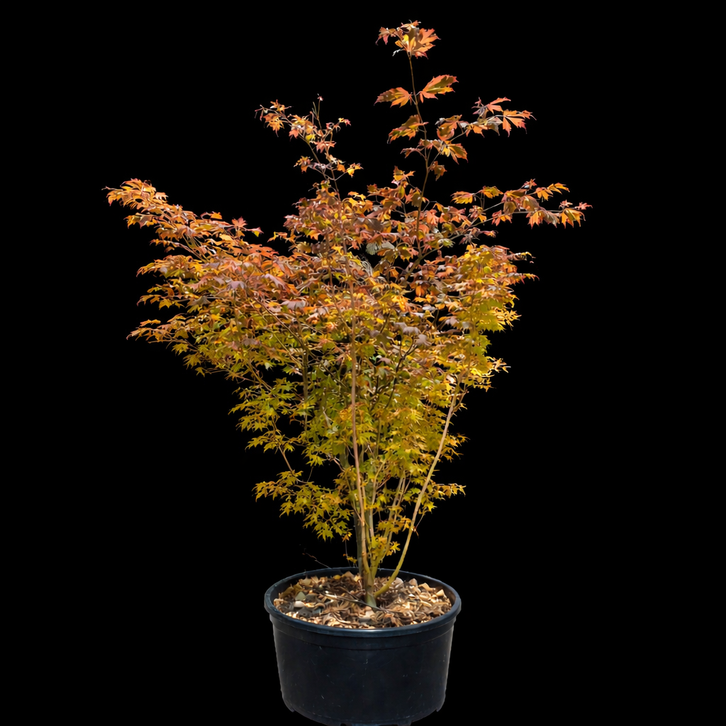 Acer japonicum 2 fond noir