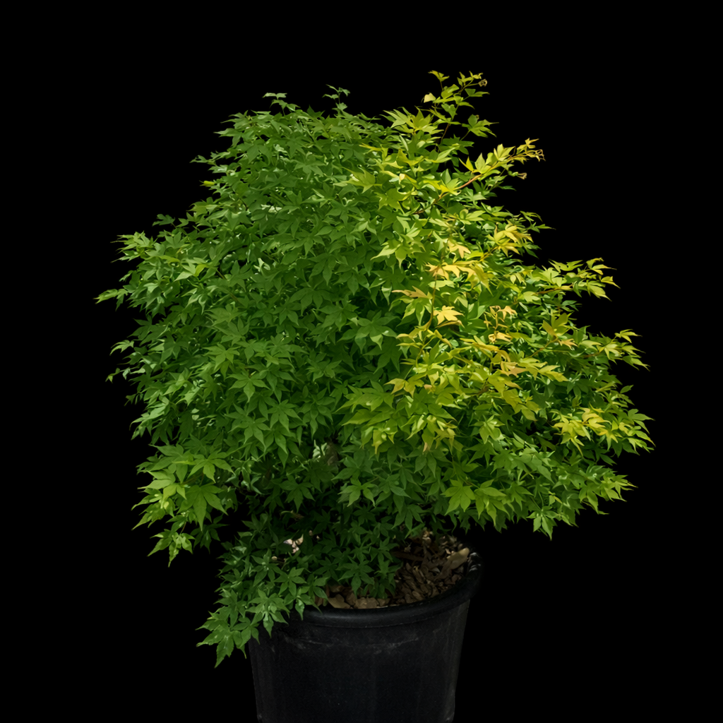 Acer japonicum fond noir