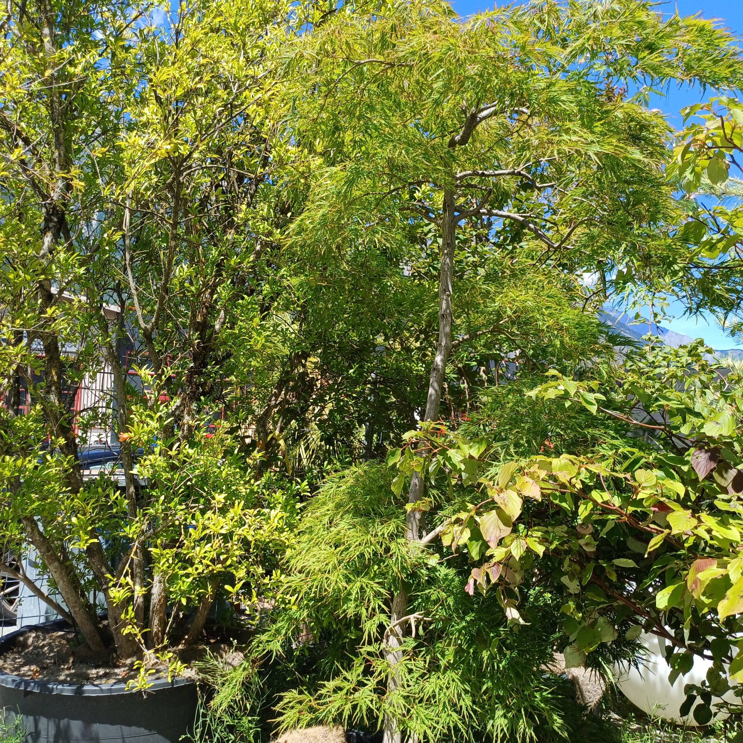 Acer palmatum dissectum