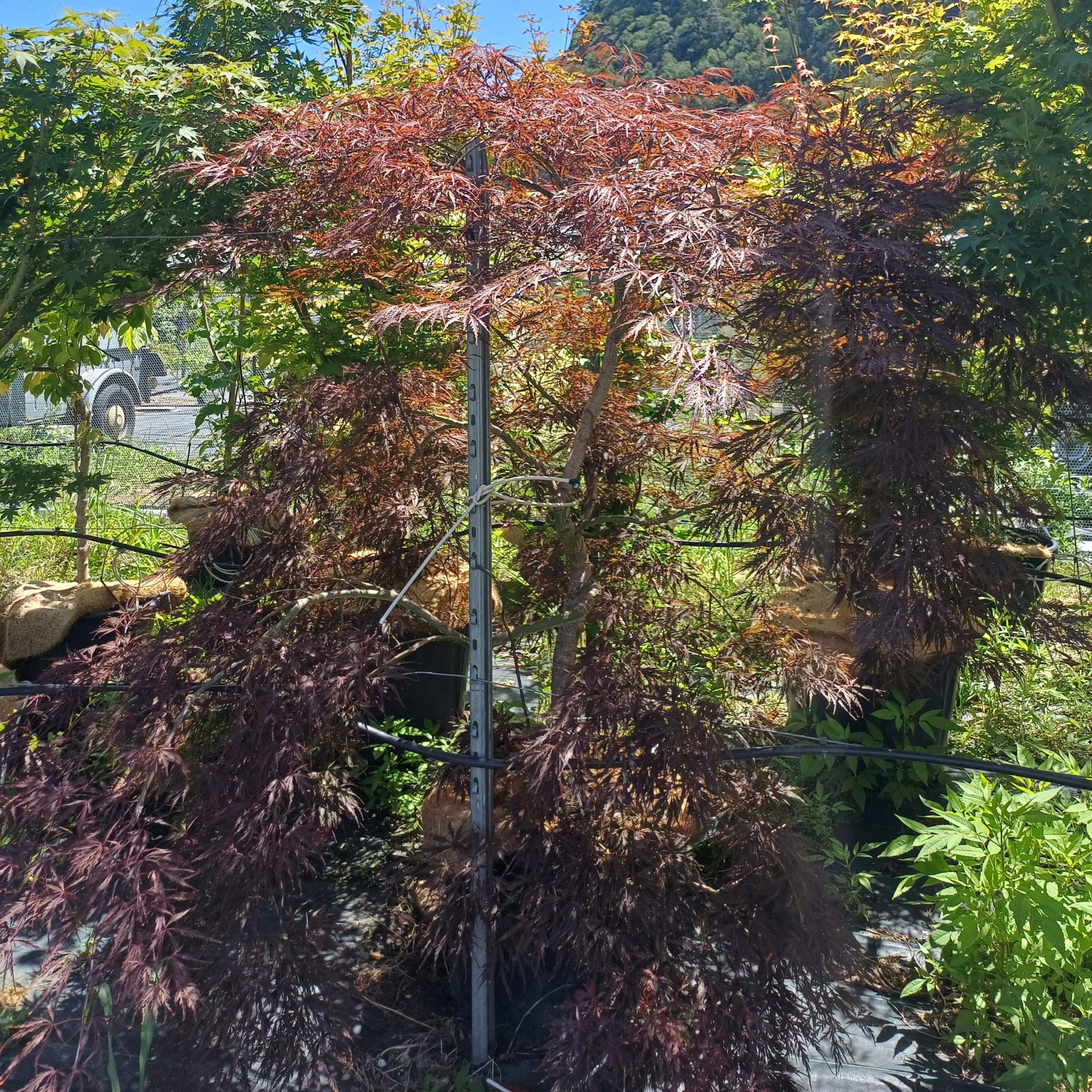 Acer palmatum stella rosa 2