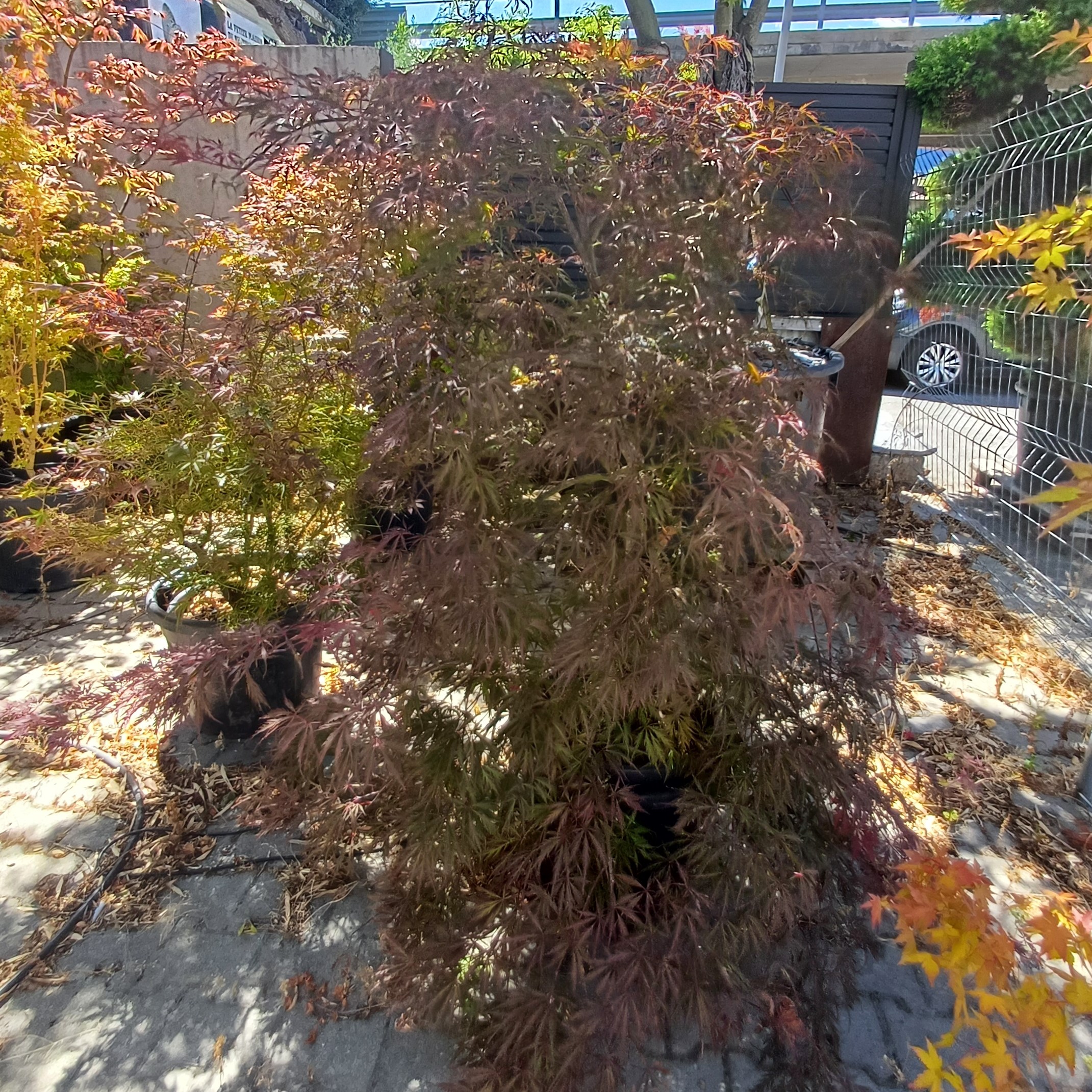Acer palmatum stella rosa