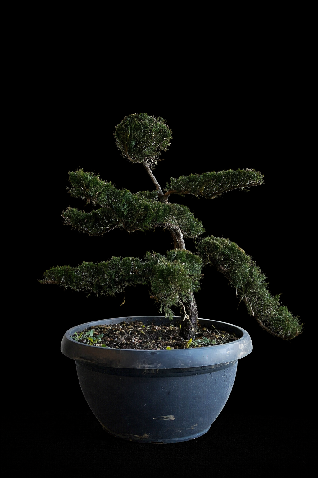 Juniperus Sabina fond noir