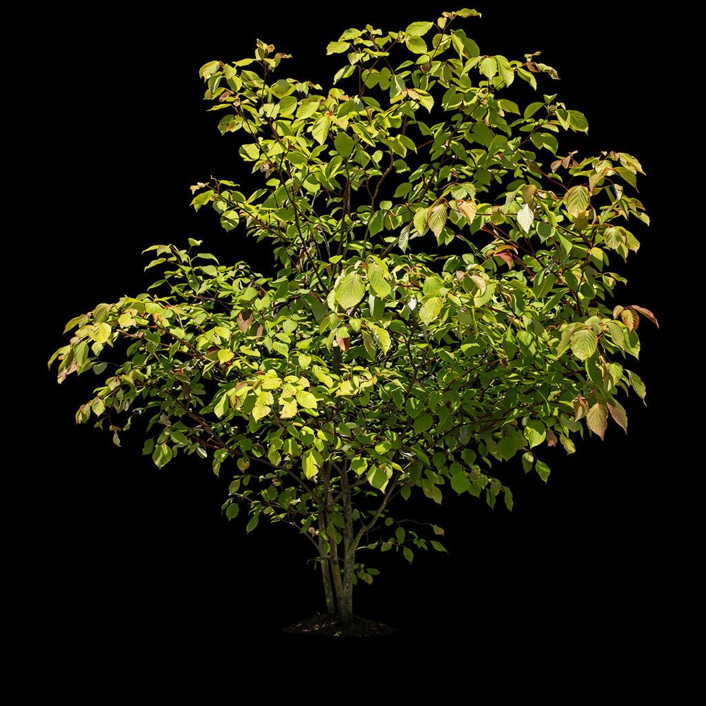 Cornus controversa fond noir