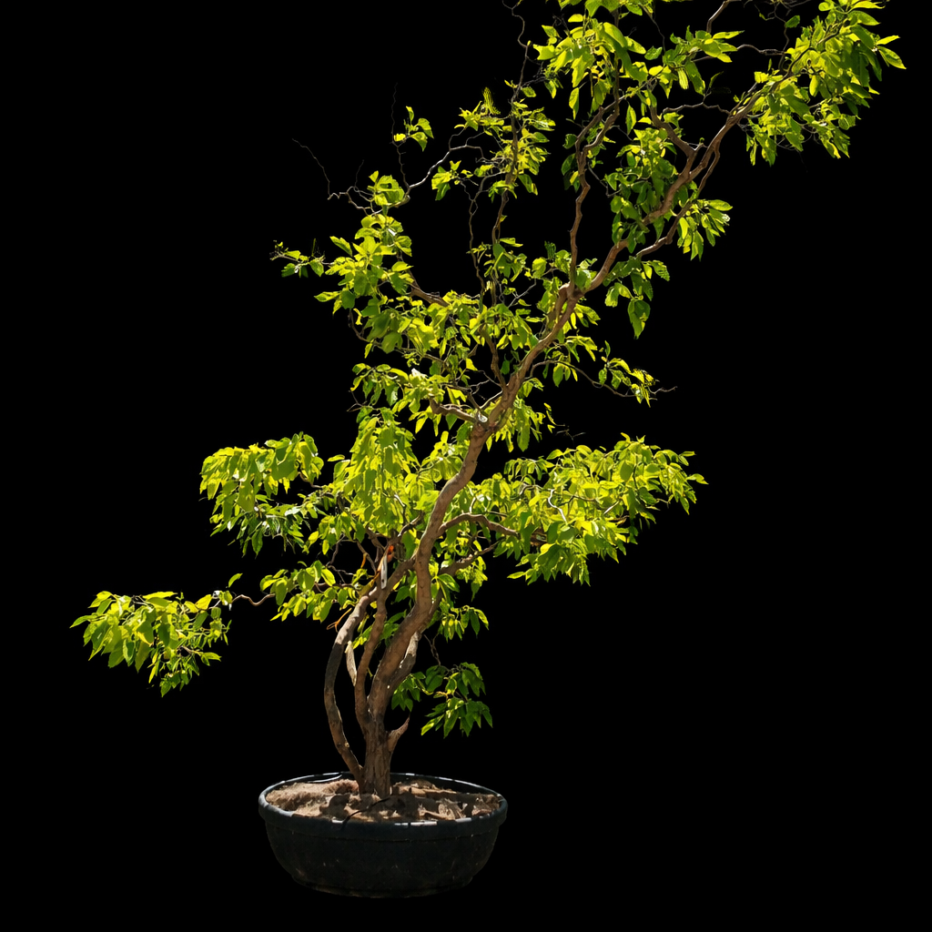 Morus Alba tortuosa fond noir