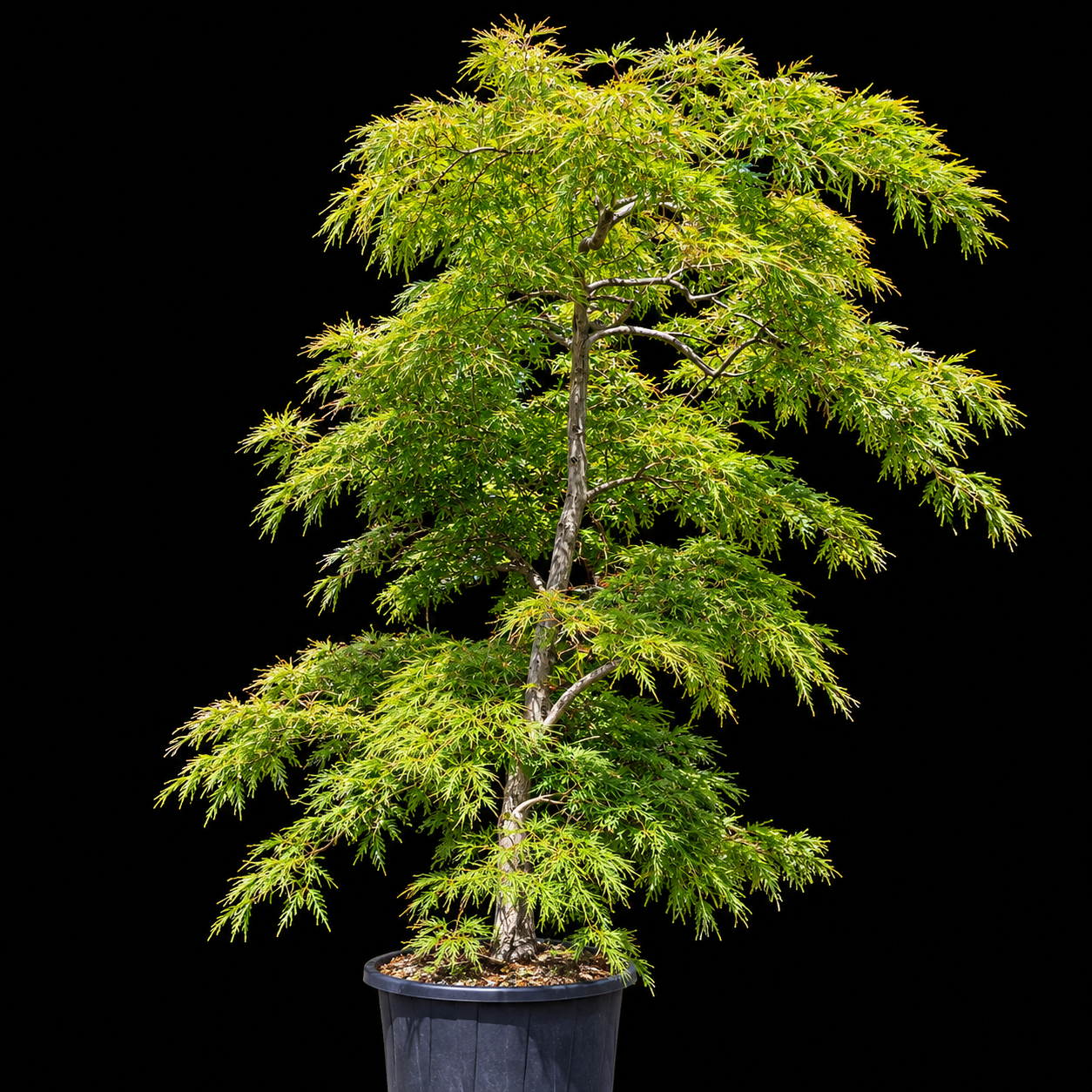 Acer palmatum dissectum fond noir